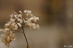 冬の紫陽花  その2