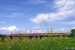 大和川の春