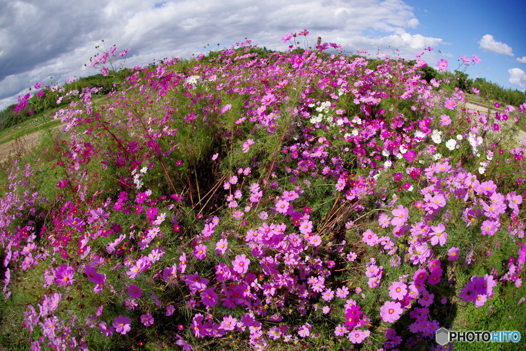 フィッシュアイde秋桜