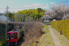 梅と鉄道の風景