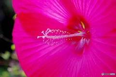 路傍の花21－⑤　蕊