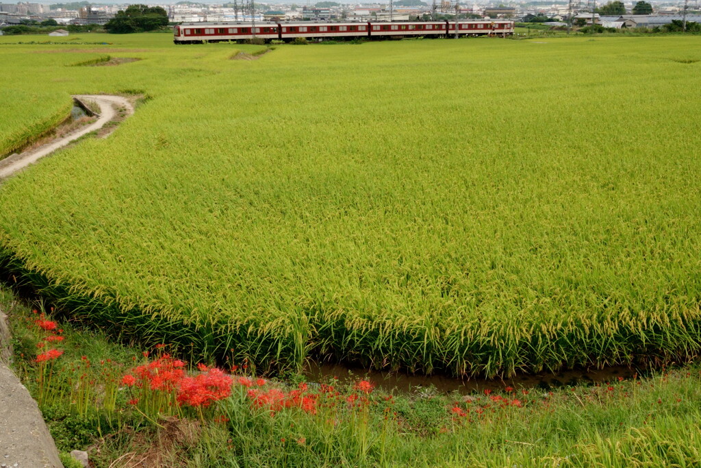 主役は田んぼ