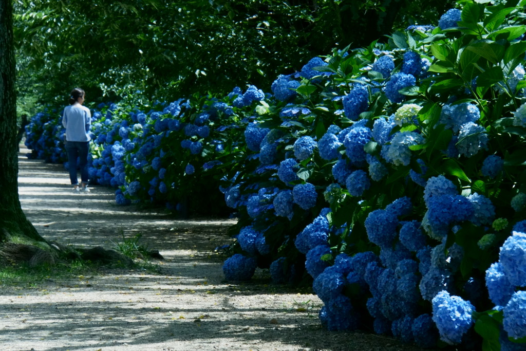 散策の風景 紫陽花の道 By J Enamay Id 写真共有サイト Photohito