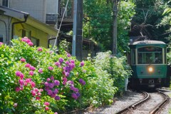 フロントガラスに映る紫陽花