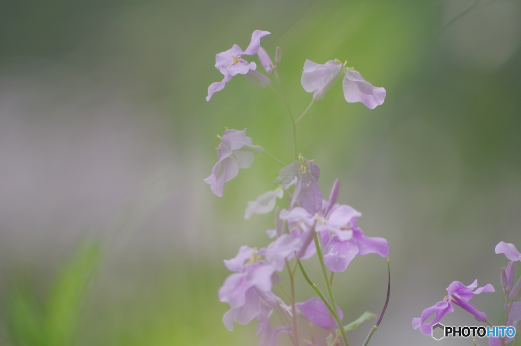 路傍の花　21－①