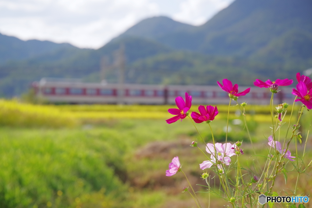 大和路の秋