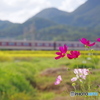 大和路の秋