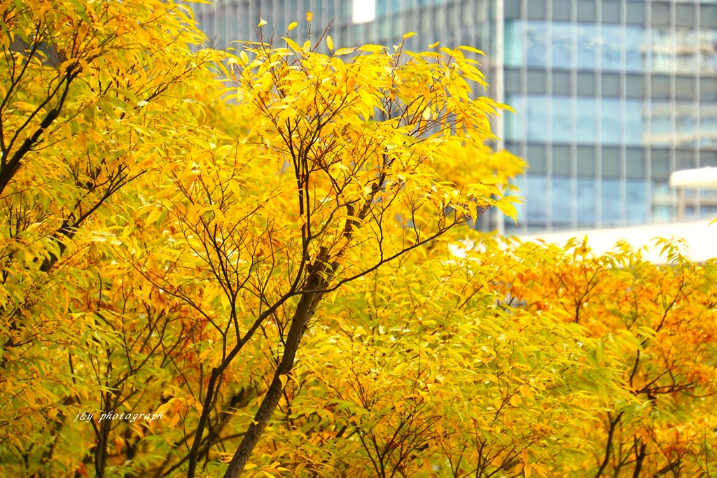 街が色付いていた頃