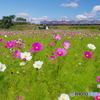 三分咲き