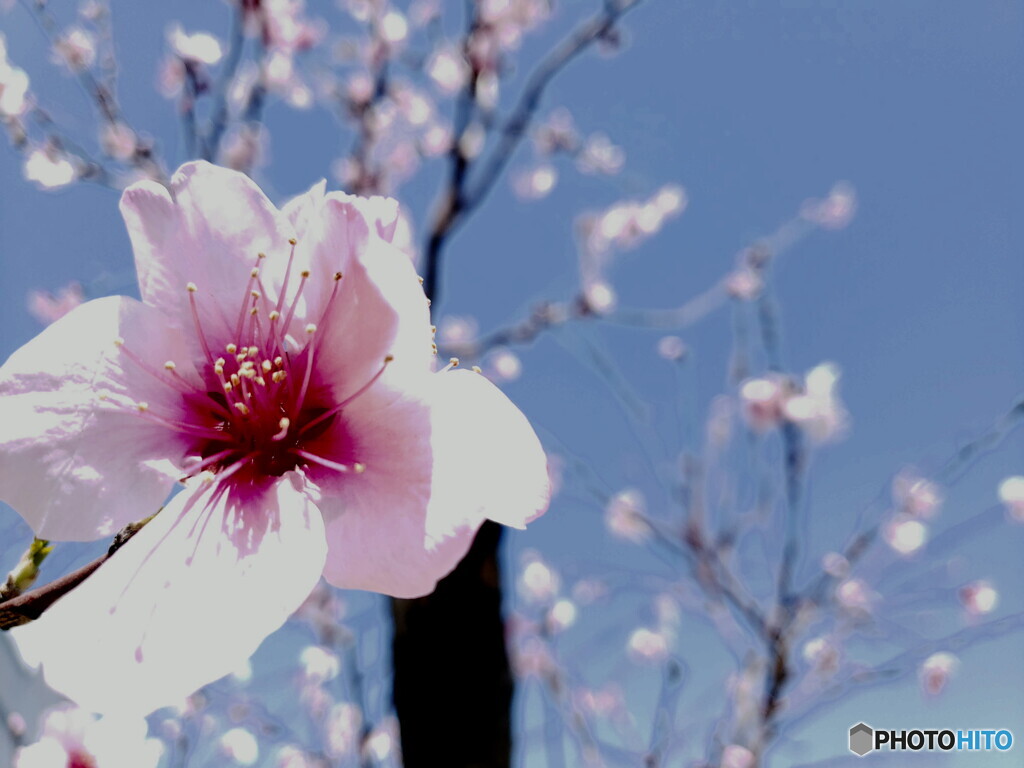 アーモンドの花