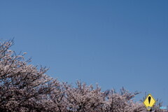 桜並木と『❢』