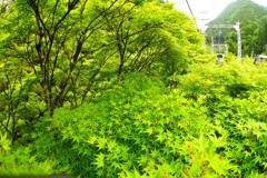 フィッシュアイで撮った叡電