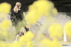 菜の花暈かし