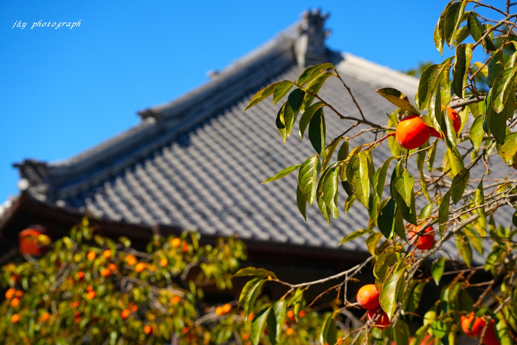 柿と瓦屋根の風景