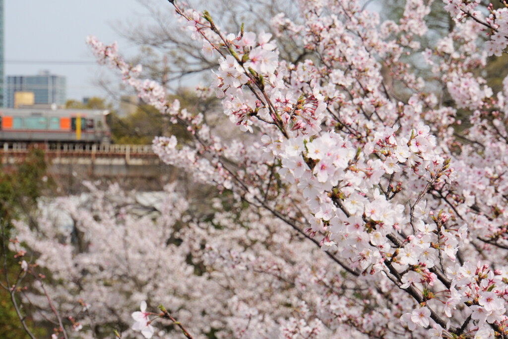 桜ノ宮