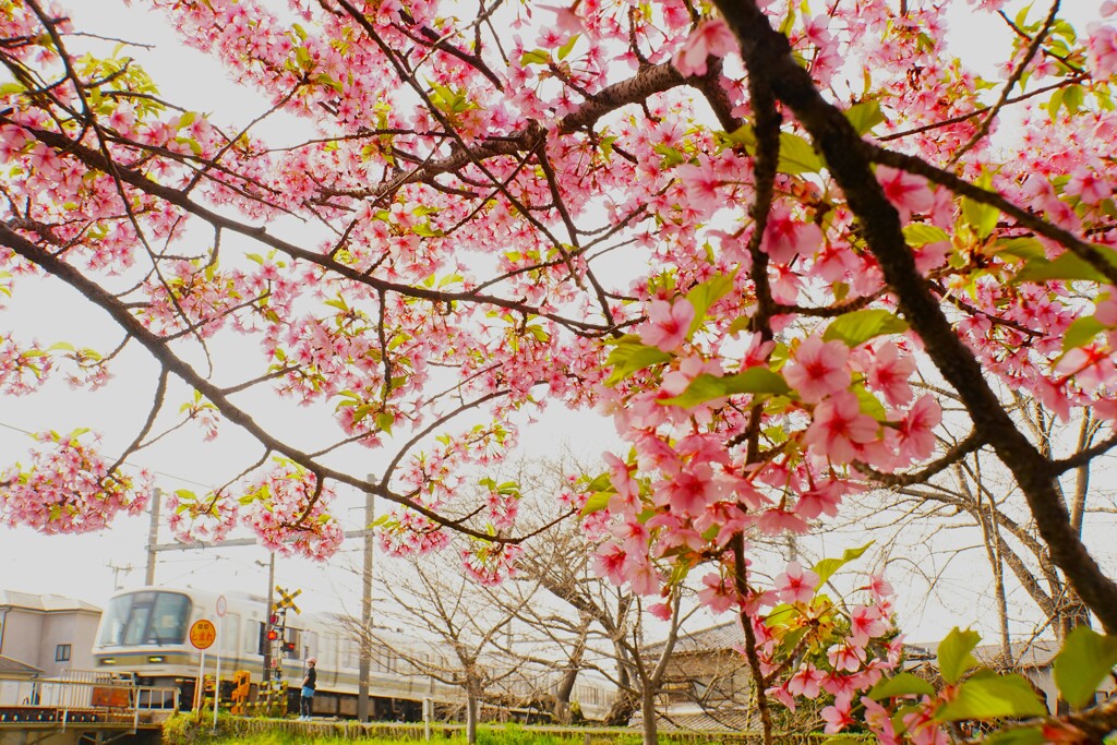 河津桜と踏切の風景