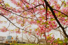 河津桜と踏切の風景