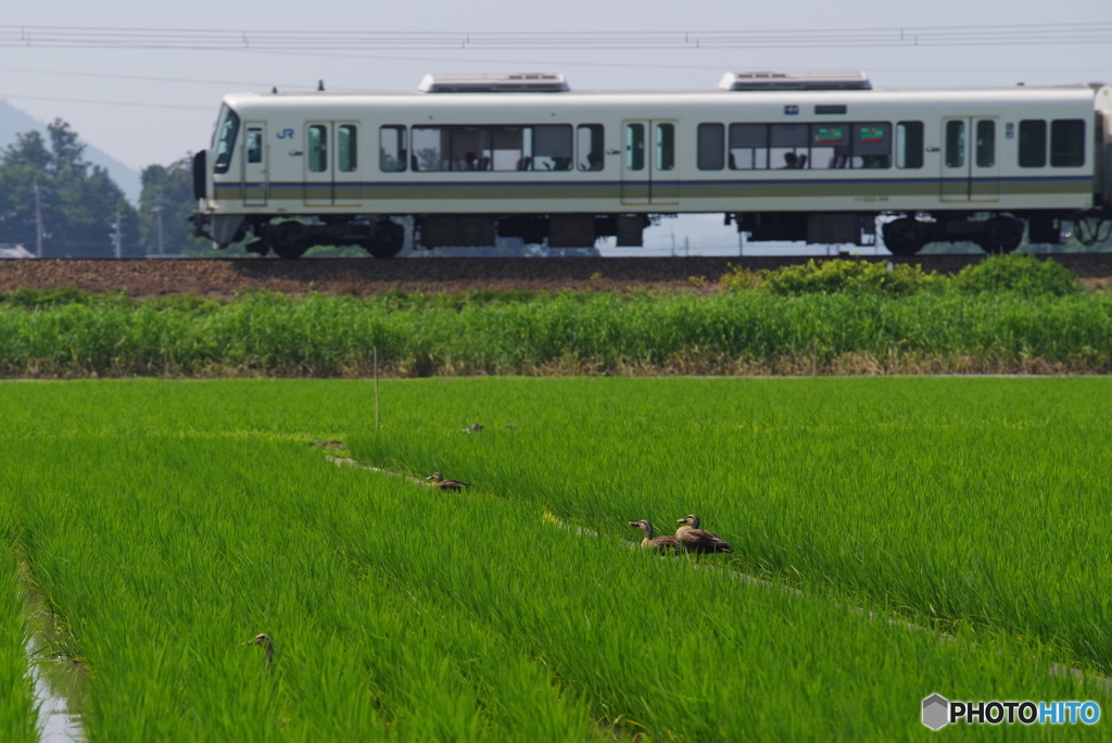 主役は田んぼに・・