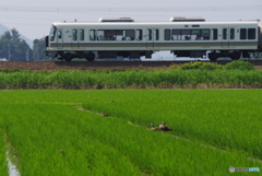 主役は田んぼに・・