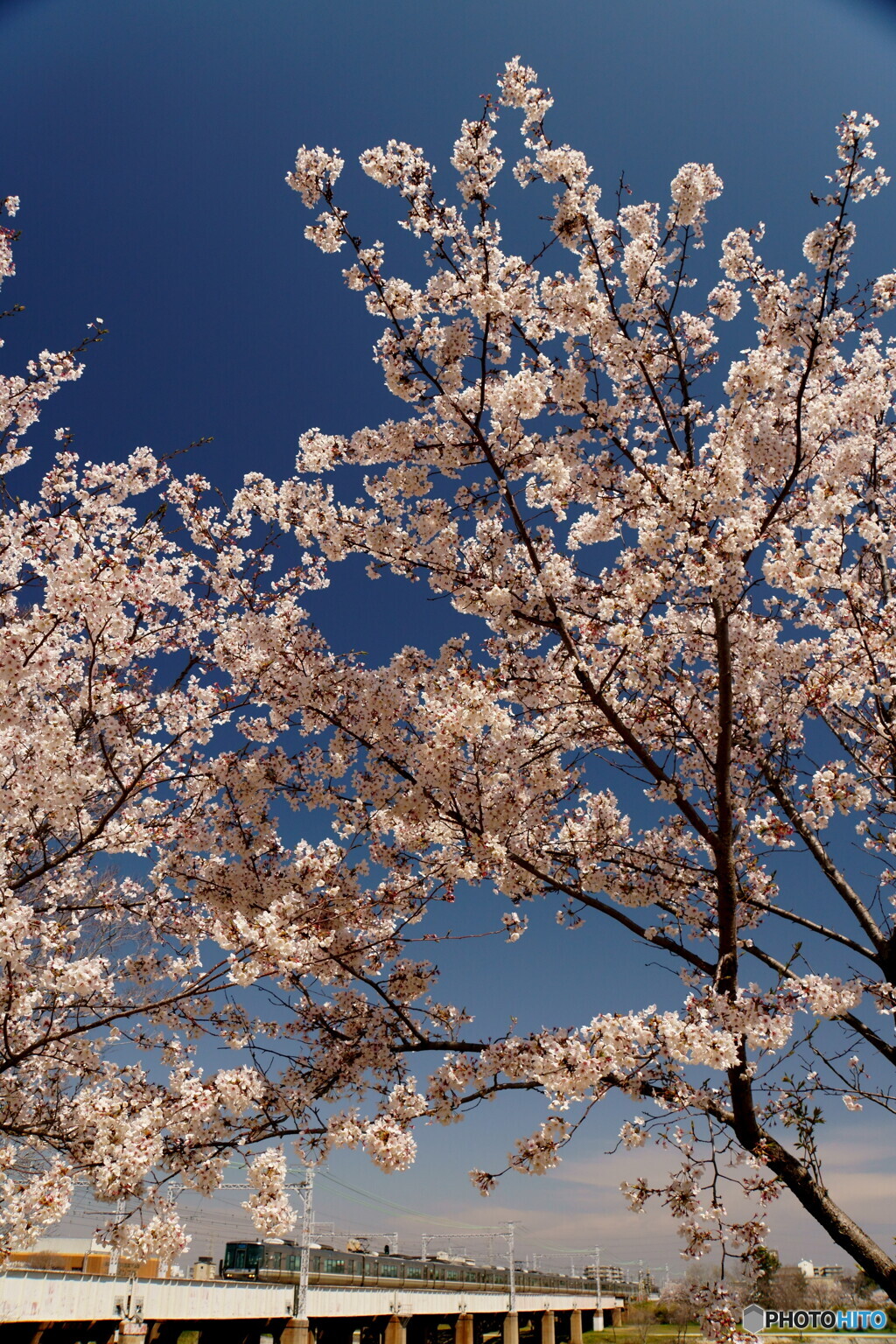 武庫川橋梁　春