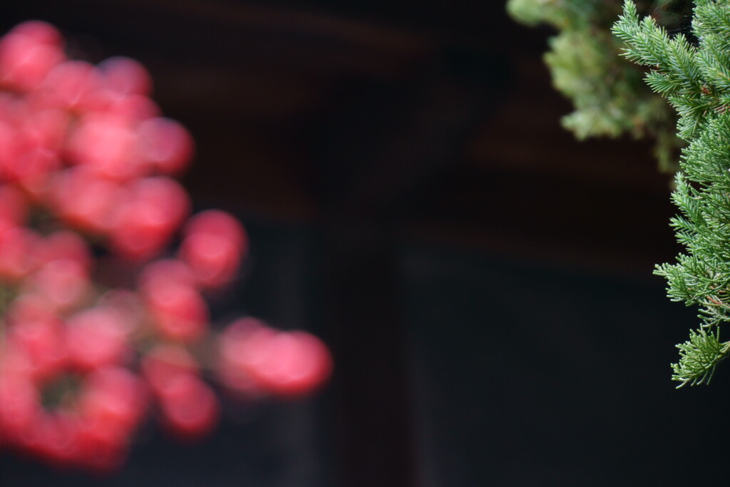 南天の玉ボケ（今年の課題その３・・ボケのスキルアップ）