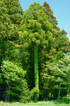 緑の幹