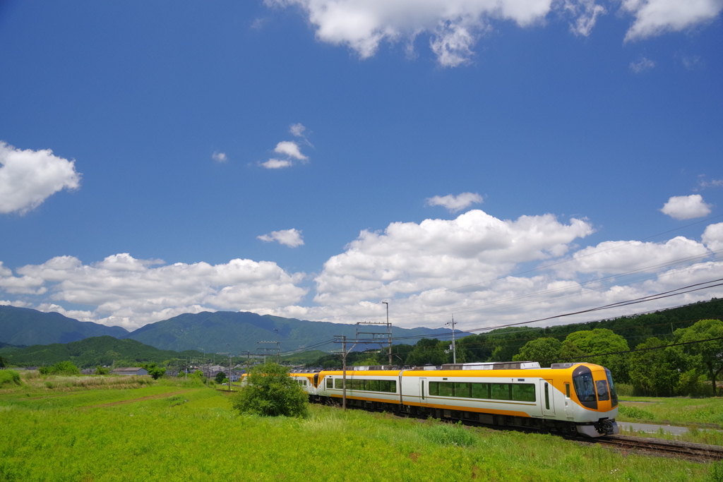 里山の初夏