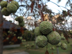 赤穂海浜公園「君は何の実？」