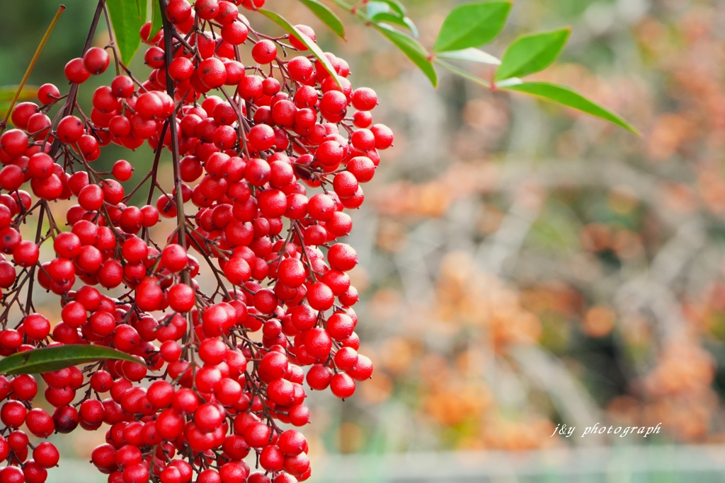 赤い実と柿の風景