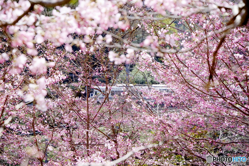 桜の額縁