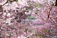 桜の額縁