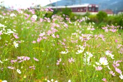 咲き始めた秋桜