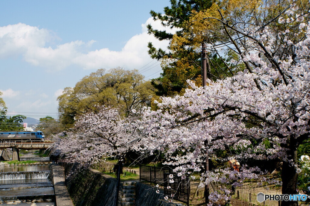 桜夙川　鉄道風景　その3