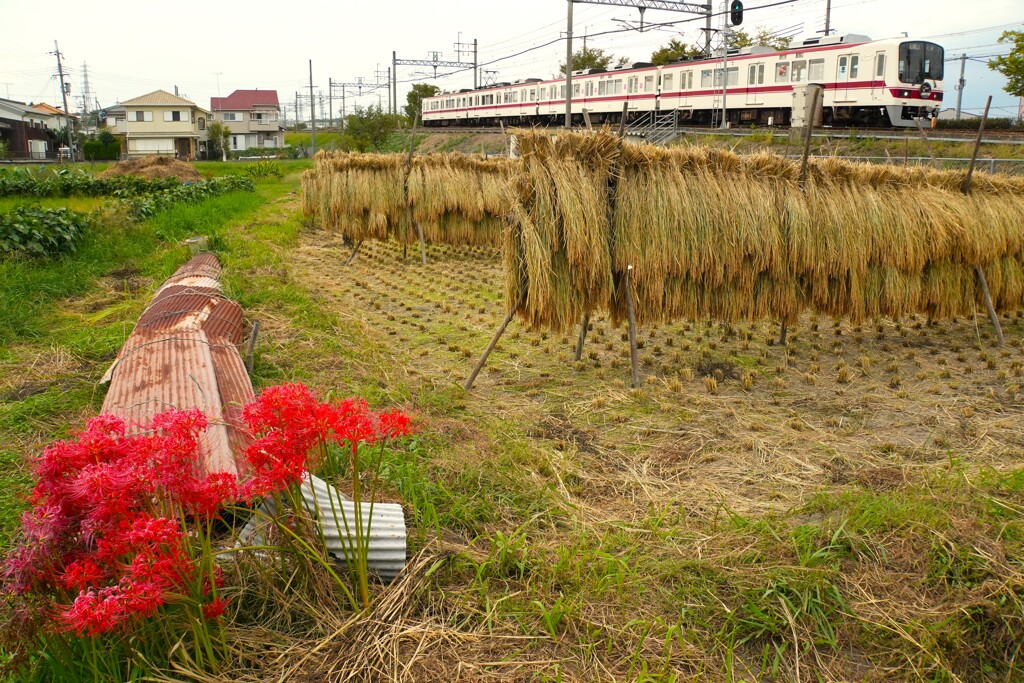 ニッポンの秋風景