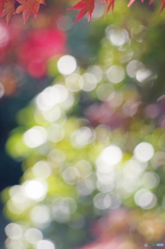 玉ボケ遊び（小さい編）