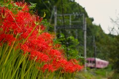 彼岸花と鉄道の風景