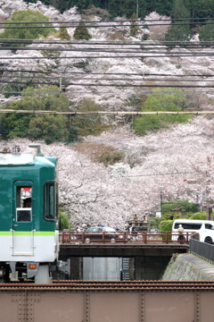 三井寺の桜風景（縦構図）