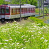 ハルジオンが咲く頃