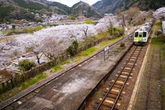 桜並木の駅