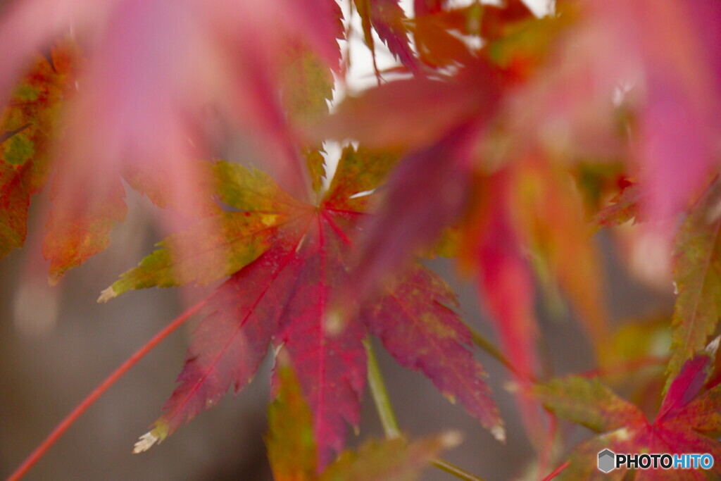 ありがとう　また来年