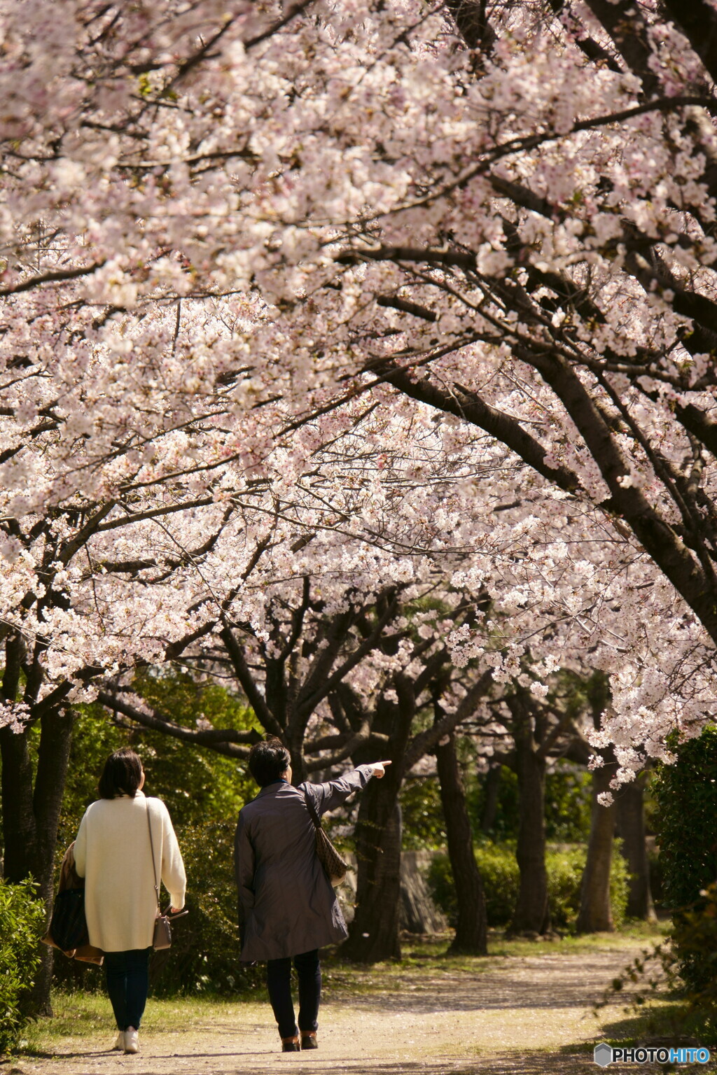 桜づつみ回廊　2020　その2