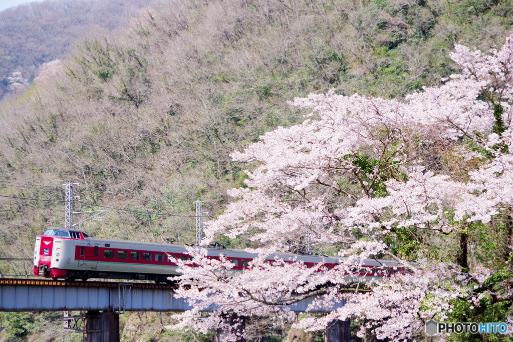 一本桜