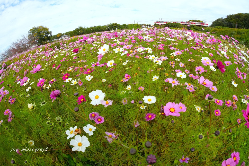 フィッシュアイde秋桜
