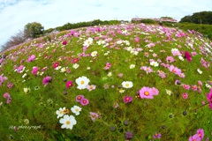 フィッシュアイde秋桜