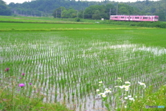 水無月の田んぼ風景