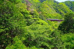 新緑の渓谷