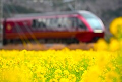 red & yellow
