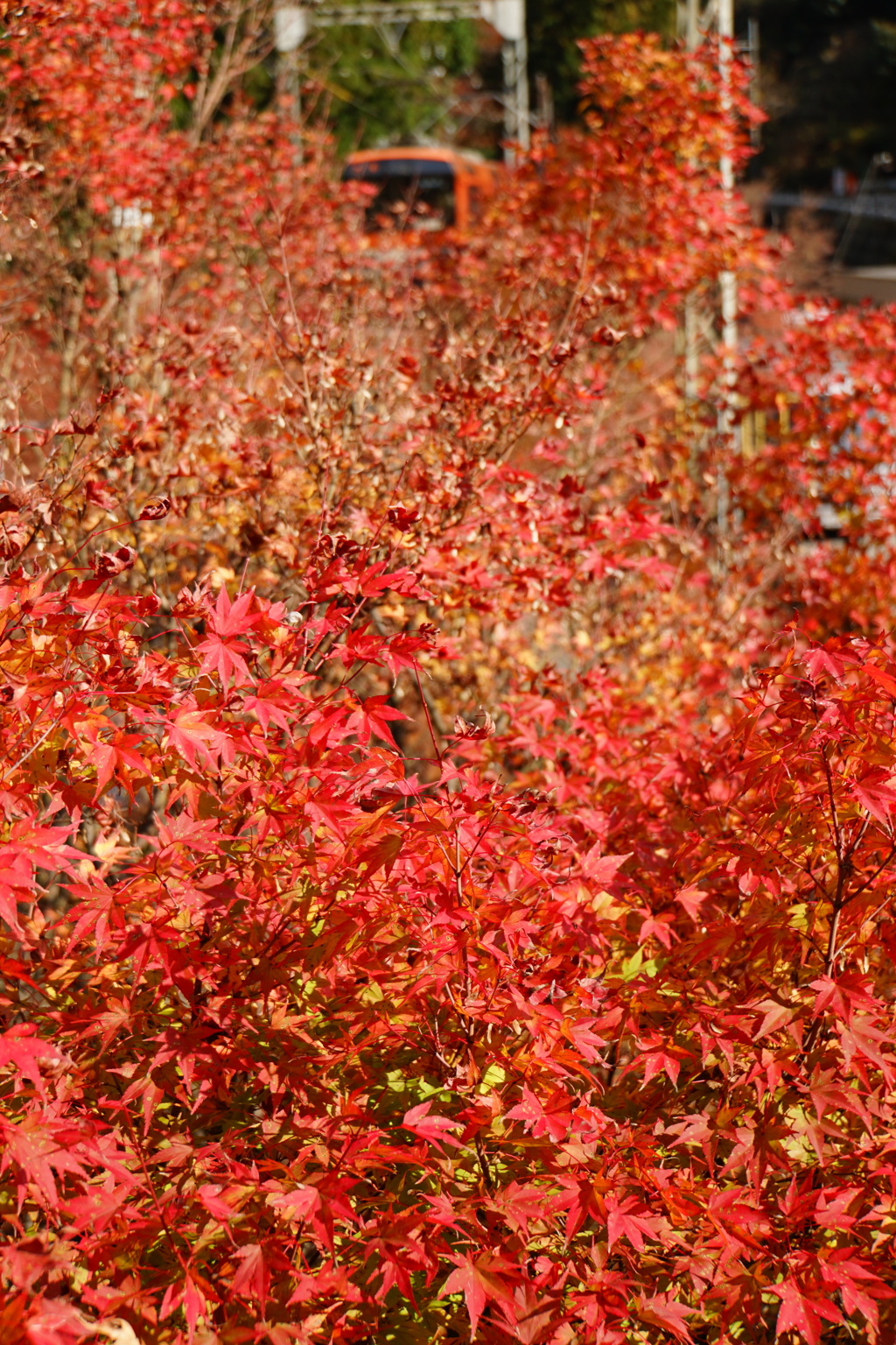 紅葉の中を行く