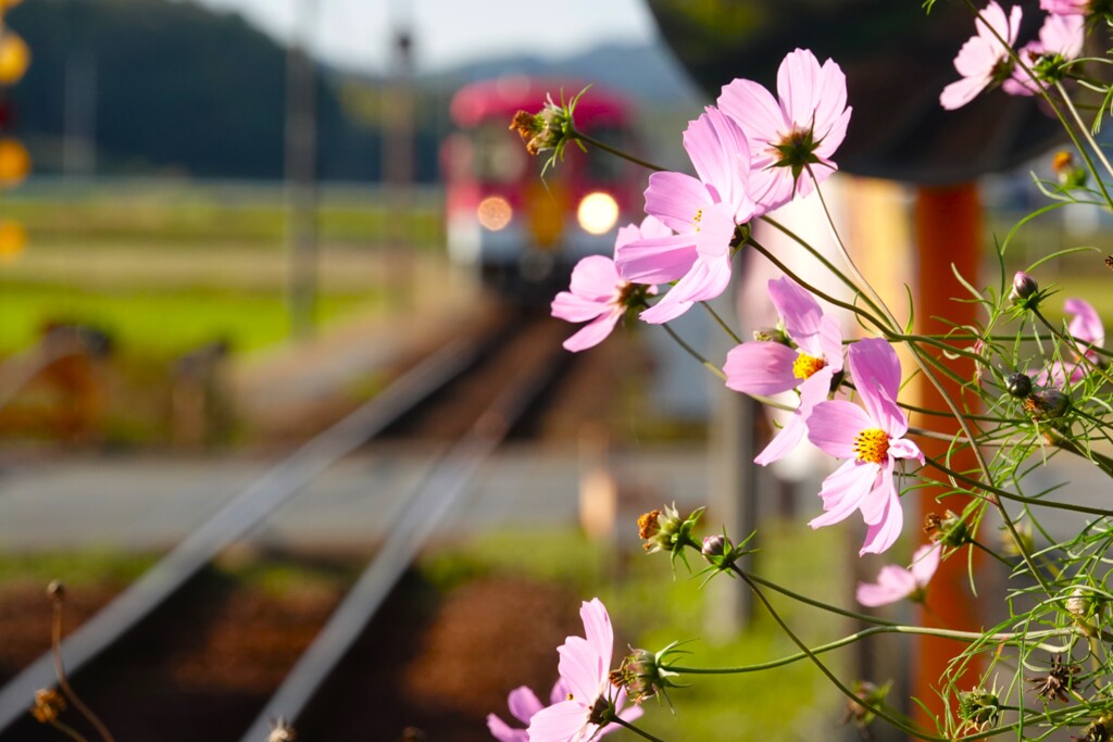 晩秋の秋桜