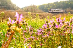 里山で見つけた小さな春